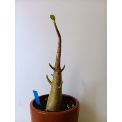 Adenium arabicum n°B