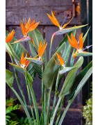 6 graines de Strelitzia regina - Oiseau du Paradis (orange)