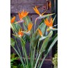 6 graines de Strelitzia regina - Oiseau du Paradis (orange)