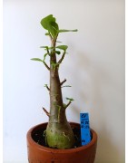 Adenium arabicum n°EE