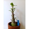 Adenium arabicum n°EE