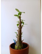 Adenium arabicum n°EE