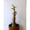 Adenium arabicum n°EE