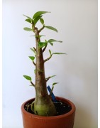 Adenium arabicum n°EE