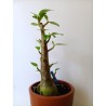 Adenium arabicum n°EE