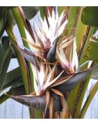 6 graines de Strelitzia nicolai - Oiseau du Paradis (blanc)