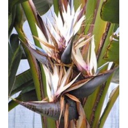 6 graines de Strelitzia nicolai - Oiseau du Paradis (blanc)