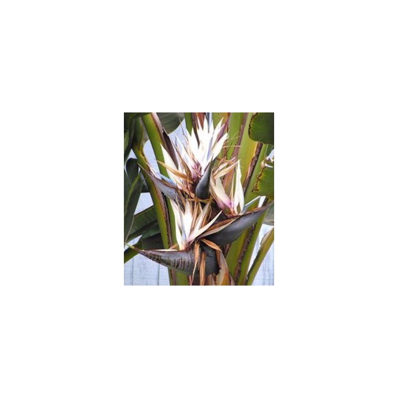 6 graines de Strelitzia nicolai - Oiseau du Paradis (blanc)