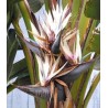 6 graines de Strelitzia nicolai - Oiseau du Paradis (blanc)