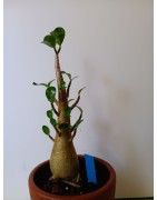 Adenium arabicum n°X