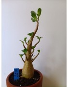 Adenium arabicum n°X