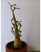 Adenium arabicum n°X