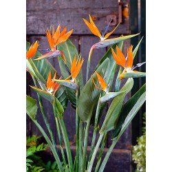 12 graines de Strelitzia :...