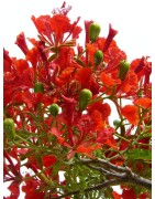 8 graines de Flamboyant (Delonix regia)
