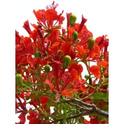 8 graines de Flamboyant (Delonix regia)