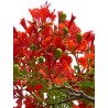 8 graines de Flamboyant (Delonix regia)