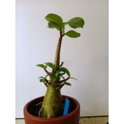 Adenium arabicum n°TT