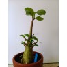 Adenium arabicum n°TT