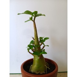 Adenium arabicum n°TT