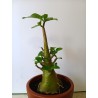 Adenium arabicum n°TT
