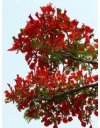8 graines de Flamboyant (Delonix regia)