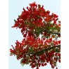 8 graines de Flamboyant (Delonix regia)