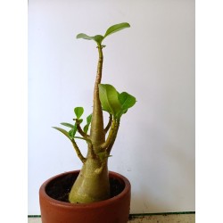Adenium arabicum n°YY