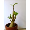 Adenium arabicum n°YY