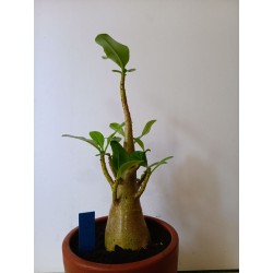 Adenium arabicum n°YY