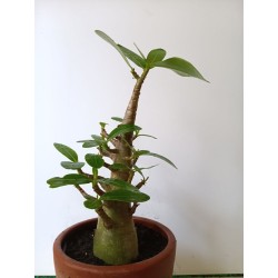 Adenium arabicum n°Q
