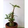 Adenium arabicum n°Q