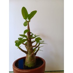 Adenium arabicum n°Q