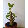 Adenium arabicum n°Q