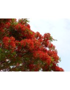 8 graines de Flamboyant (Delonix regia)