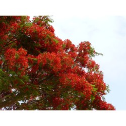 8 graines de Flamboyant (Delonix regia)