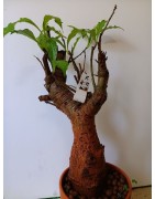 N°X : Baobab africain (Adansonia digitata) de 20 ans