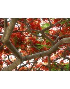 8 graines de Flamboyant (Delonix regia)