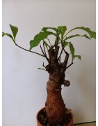 N°X : Baobab africain (Adansonia digitata) de 20 ans