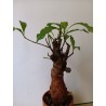 N°X : Baobab africain (Adansonia digitata) de 20 ans