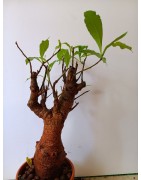 N°X : Baobab africain (Adansonia digitata) de 20 ans