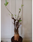 N°Y : Baobab africain (Adansonia digitata) de 20 ans