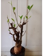 N°Y : Baobab africain (Adansonia digitata) de 20 ans