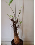 N°Y : Baobab africain (Adansonia digitata) de 20 ans