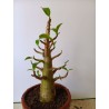 Adenium arabicum n°C