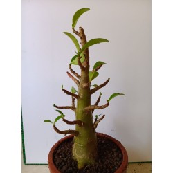 Adenium arabicum n°C