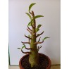 Adenium arabicum n°C