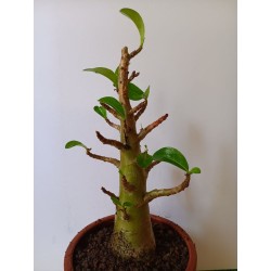 Adenium arabicum n°C