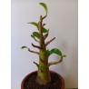 Adenium arabicum n°C