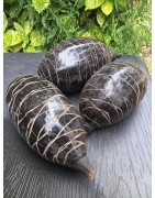 2 gros fruit de baobab - 25-30 cm