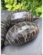 2 gros fruit de baobab - 25-30 cm